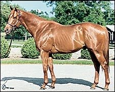 Overbrook Stallion Carson City Dead at 17 Overbrook Stallion Carson City Dead at 17
