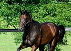 Uncle Mo at WinStar Farm<br><a target="blank" href="http://www.bloodhorse.com/horse-racing/photo-store?ref=http%3A%2F%2Fpictopia.com%2Fperl%2Fgal%3Fprovider_id%3D368%26ptp_photo_id%3D9556215%26ref%3Dstory">Order This Photo</a>