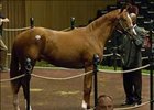 Sunday Break colt tops Monday session at Keeneland sale.