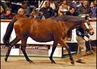 Lady Carla Tops Tattersalls Wednesday Session Lady Carla Tops Tattersalls Wednesday Session