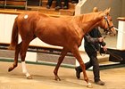 Business Brisk at Tattersalls' Book 1 Opening Business Brisk at Tattersalls' Book 1 Opening