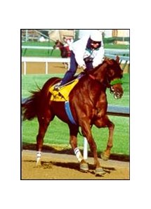 Point Given, under regular exercise rider Dana Barnes, worked Tuesday morning at Churchill Downs in preparation for the Kentucky Derby.