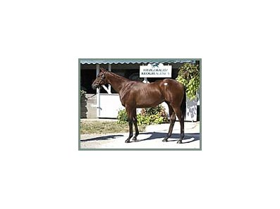 Hennessy colt, sold for $1.1 million.