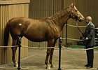Goldikova Owners Buy Deputy Minister Mare Goldikova Owners Buy Deputy Minister Mare
