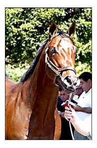 Tale of the Cat colt, sold for world-record price at Fasig-Tipton Calder sale.