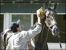 Orman, Rock Hard Ten Not Running for Second Orman, Rock Hard Ten Not Running for Second