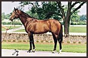 Central Kentucky Stallion Honor Grades Dead Central Kentucky Stallion Honor Grades Dead