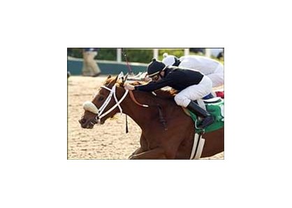 Ashley's Kitty, front, holds off a pressing Silver Swallow, back, to win the Railbird Stakes, Sunday at Hollywood Park.<br><a target="blank" href="http://www.bloodhorse.com/horse-racing/photo-store?ref=http%3A%2F%2Fpictopia.com%2Fperl%2Fgal%3Fprovider_id%3D368%26ptp_photo_id%3D1189559%26ref%3Dstory">Order This Photo</a>