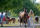 Depressed Keeneland Yearling Market Continues Depressed Keeneland Yearling Market Continues