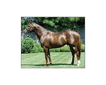 Ashford's Lion Heart heads live foal list for 2005 breeding season.