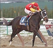 Marc's Rainbow Wins East View Stakes Marc's Rainbow Wins East View Stakes