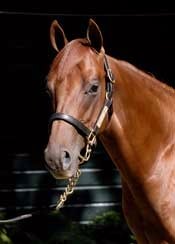 Former Airline Founder Enjoys Breeding Success Former Airline Founder Enjoys Breeding Success