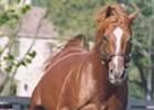 Gilded Lilly, Dam of Champion Gilded Time, Dead Gilded Lilly, Dam of Champion Gilded Time, Dead