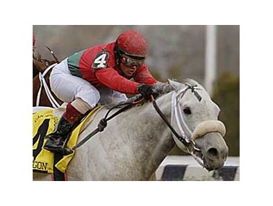 Silver Wagon will enter stud in 2008.
