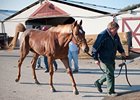 Owner Butch Nemann loads his 4-year-old filly Legs Galore into the back of his trailer April 21 in anticiaption of the coming waters.