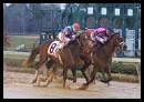 Private Emblem, Paloma Parilla Win Divisions of Split Southwest Stakes Private Emblem, Paloma Parilla Win Divisions of Split Southwest Stakes