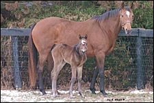 Empire Maker's First Foal Is a Filly Empire Maker's First Foal Is a Filly