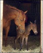 Seabiscuit Descendant Foaled Near Ridgewood Seabiscuit Descendant Foaled Near Ridgewood