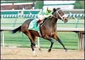 Allamerican Bertie Injured, Retired Allamerican Bertie Injured, Retired