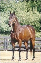 Maryland Stallion Allen's Prospect Euthanized Maryland Stallion Allen's Prospect Euthanized