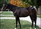 Session Topper; colt, Empire Maker - Nonsuch Bay by Mr. Greeley.