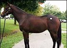 Session-topper; colt, Dynaformer - Coronation Cup by Chief's Crown.