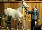 Island Fashion Sells For $950,000 Island Fashion Sells For $950,000