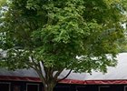 Saratoga Sale