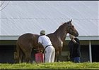 Keeneland sale horse being prepared for showing.