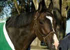 Lava Man