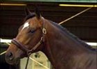 Deputy Commander Colt Sells for $475,000 in OBS March Opening Session Deputy Commander Colt Sells for $475,000 in OBS March Opening Session