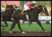 Santa Anita Race Report: Beaming With Pride Santa Anita Race Report: Beaming With Pride