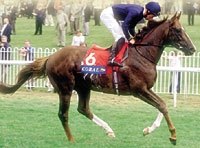 Coolmore Boosts Fees; Giant's Causeway to IR100,000 Coolmore Boosts Fees; Giant's Causeway to IR100,000