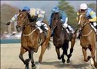 This Colonial Cup win by McDynamo, left, may have clinched a third Eclipse Award for the 9-year-old gelding.