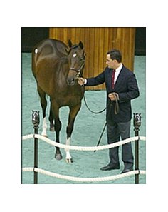 Storm Cat filly, brought top price Thursday.