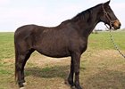 Top Mare Iza Valentine Dies Top Mare Iza Valentine Dies