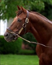 Miswaki, Sired 97 Stakes Winners, Dead Miswaki, Sired 97 Stakes Winners, Dead