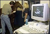 Vet, Cardiologist Look at Foal's Heart Vet, Cardiologist Look at Foal's Heart