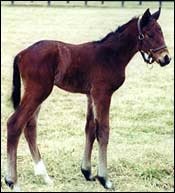 Charismatic's First Foal Charismatic's First Foal