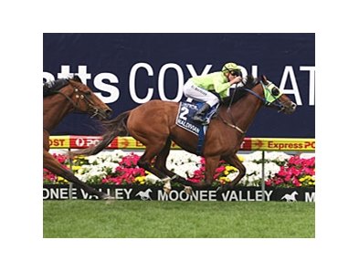 Maldivian sails home in the Cox Plate.