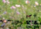 Horses Added to 'Kentucky Proud' Program Horses Added to 'Kentucky Proud' Program