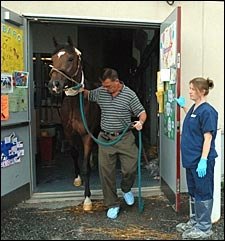 Barbaro Gets New Bandages; Radiographs 'Look Great' Barbaro Gets New Bandages; Radiographs 'Look Great'