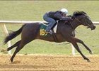 Johannesburg Colt Turns in Impressive Work for OBS Sale Johannesburg Colt Turns in Impressive Work for OBS Sale