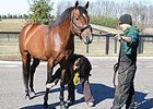 Victory Gallop Sold to Turkey Victory Gallop Sold to Turkey
