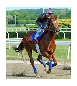 Animal Kingdom gets acquainted with Belmont Park on June 5.<br><a target="blank" href="http://www.bloodhorse.com/horse-racing/photo-store?ref=http%3A%2F%2Fpictopia.com%2Fperl%2Fgal%3Fprovider_id%3D368%26ptp_photo_id%3D9551887%26ref%3Dstory">Order This Photo</a>