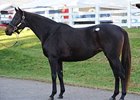 Delta Princess sold for $2.6 million at the Keeneland November breeding stock sale Nov. 8. Her Smart Strike weanling filly brought $1.6 million.