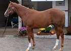 Midlantic Sale Declines on Opening Day Midlantic Sale Declines on Opening Day