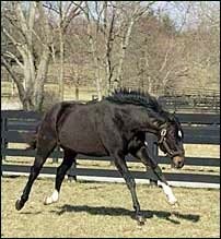 Storm Cat Scales New Heights at Keeneland Sale Storm Cat Scales New Heights at Keeneland Sale