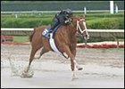 Good and Tough filly posted fastest eighth of a mile time during Under Tack show Sunday.