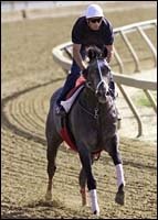 Distilled Injured in Gallop; Out of Preakness Distilled Injured in Gallop; Out of Preakness
